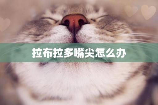 拉布拉多嘴尖怎么辦