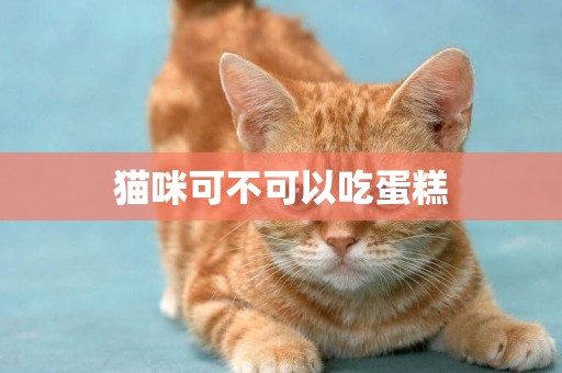 貓咪可不可以吃蛋糕