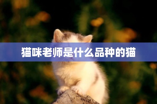 貓咪老師是什么品種的貓