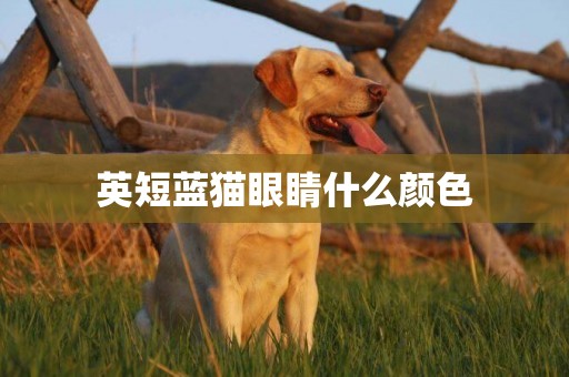 英短藍貓眼睛什么顏色