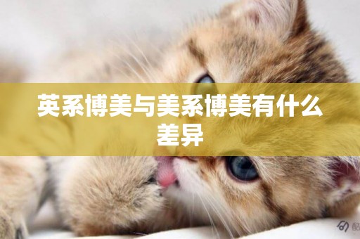 英系博美與美系博美有什么差異