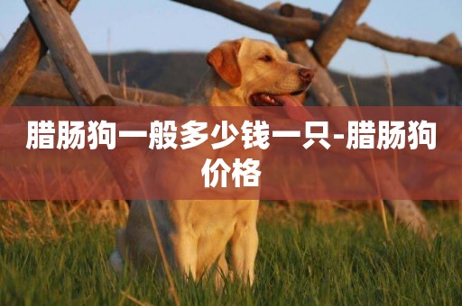 臘腸狗一般多少錢一只-臘腸狗價格