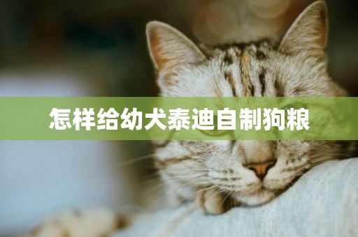 怎樣給幼犬泰迪自制狗糧