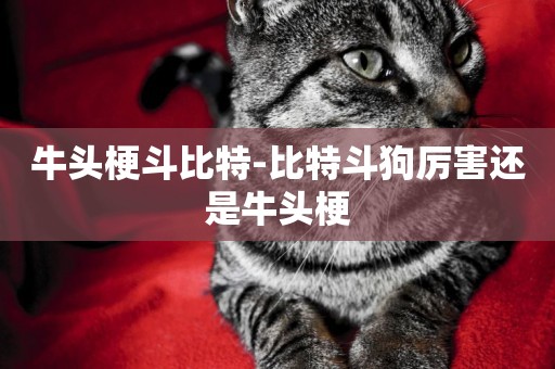 牛頭梗斗比特-比特斗狗厲害還是牛頭梗