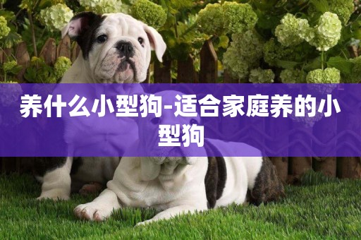 養什么小型狗-適合家庭養的小型狗