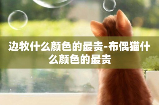 邊牧什么顏色的最貴-布偶貓什么顏色的最貴