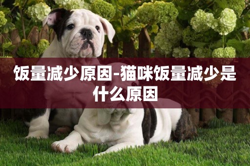 飯量減少原因-貓咪飯量減少是什么原因