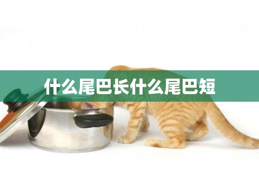 什么尾巴長什么尾巴短