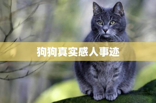 狗狗真實感人事跡