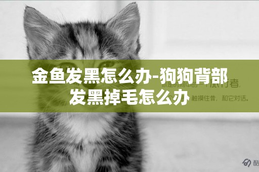 金魚發黑怎么辦-狗狗背部發黑掉毛怎么辦