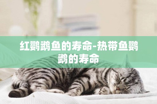 紅鸚鵡魚的壽命-熱帶魚鸚鵡的壽命