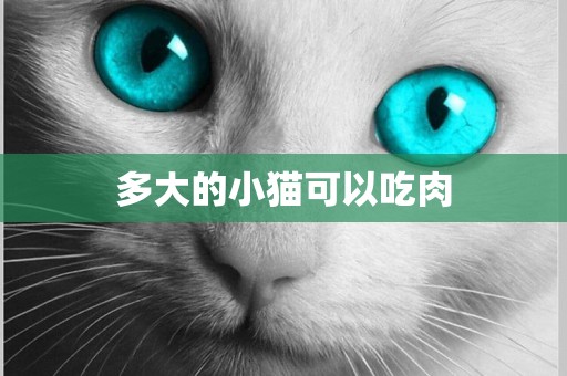 多大的小貓可以吃肉
