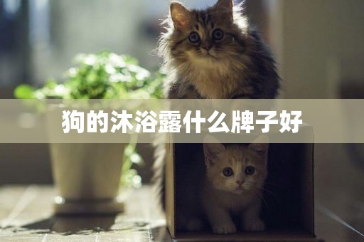 狗的沐浴露什么牌子好