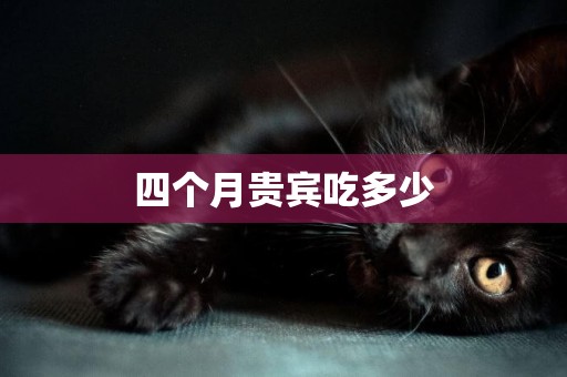 四個月貴賓吃多少