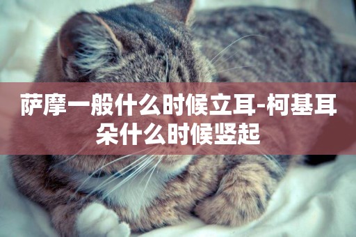 薩摩一般什么時候立耳-柯基耳朵什么時候豎起