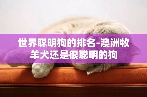 世界聰明狗的排名-澳洲牧羊犬還是很聰明的狗