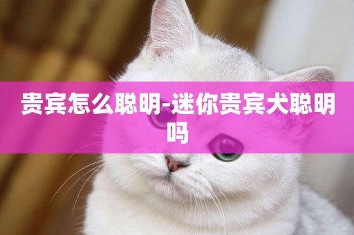 貴賓怎么聰明-迷你貴賓犬聰明嗎