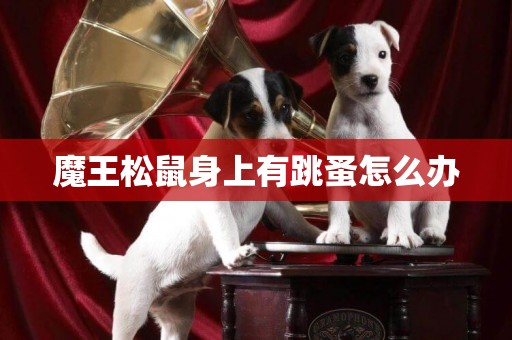 魔王松鼠身上有跳蚤怎么辦