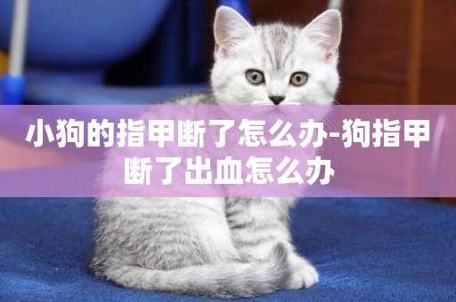 小狗的指甲斷了怎么辦-狗指甲斷了出血怎么辦