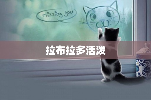 拉布拉多活潑