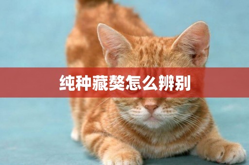 純種藏獒怎么辨別