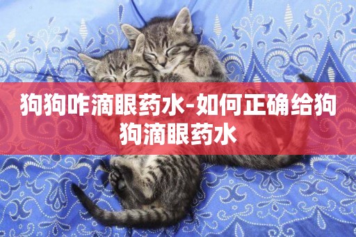 狗狗咋滴眼藥水-如何正確給狗狗滴眼藥水