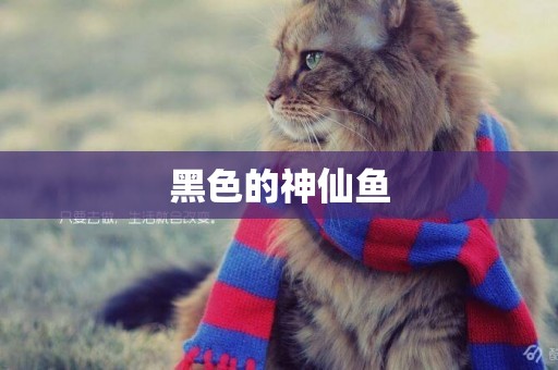 黑色的神仙魚