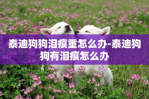 泰迪狗狗淚痕重怎么辦-泰迪狗狗有淚痕怎么辦