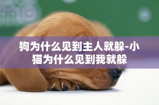 狗為什么見到主人就躲-小貓為什么見到我就躲