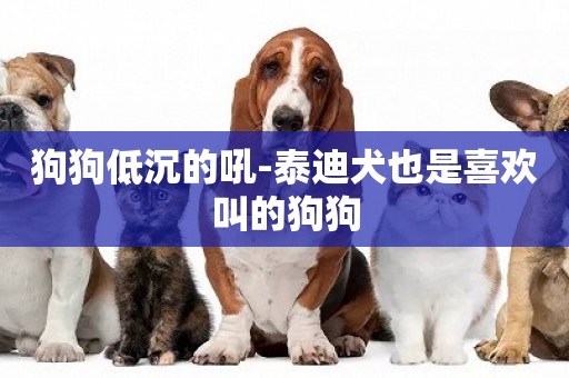 狗狗低沉的吼-泰迪犬也是喜歡叫的狗狗