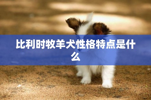 比利時牧羊犬性格特點是什么