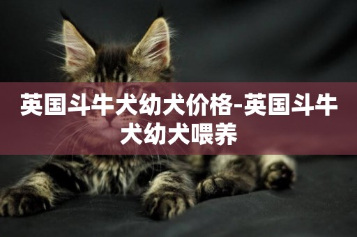 英國斗牛犬幼犬價格-英國斗牛犬幼犬喂養