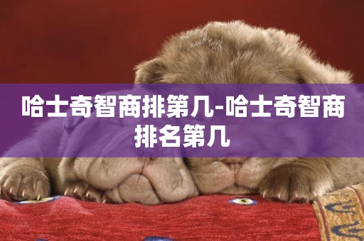 哈士奇智商排第幾-哈士奇智商排名第幾