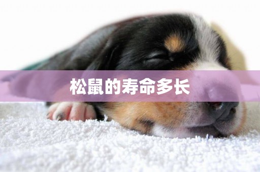 松鼠的壽命多長
