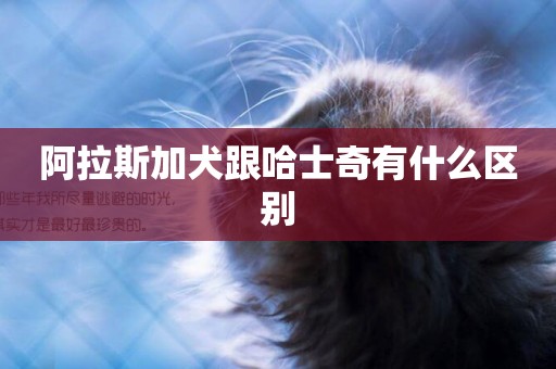 阿拉斯加犬跟哈士奇有什么區別