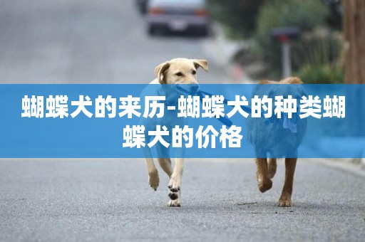 蝴蝶犬的來歷-蝴蝶犬的種類蝴蝶犬的價格
