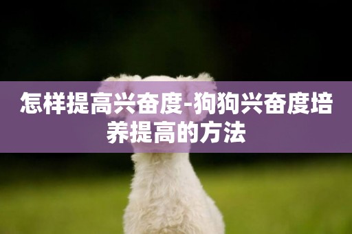 怎樣提高興奮度-狗狗興奮度培養提高的方法
