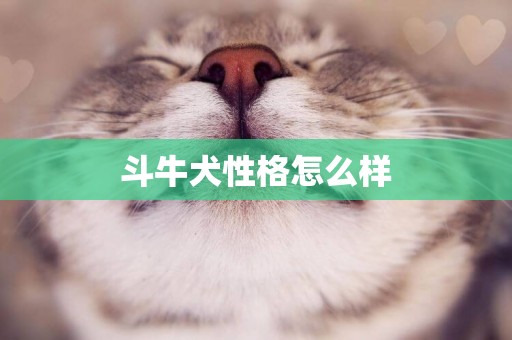 斗牛犬性格怎么樣