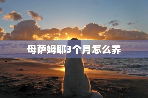 母薩姆耶3個月怎么養