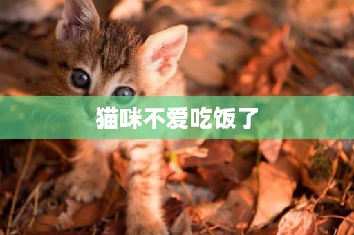 貓咪不愛吃飯了