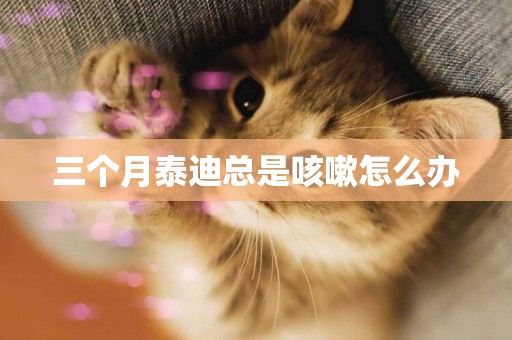 三個月泰迪總是咳嗽怎么辦