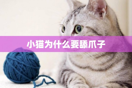 小貓為什么要舔爪子