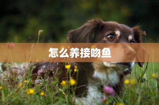 怎么養接吻魚
