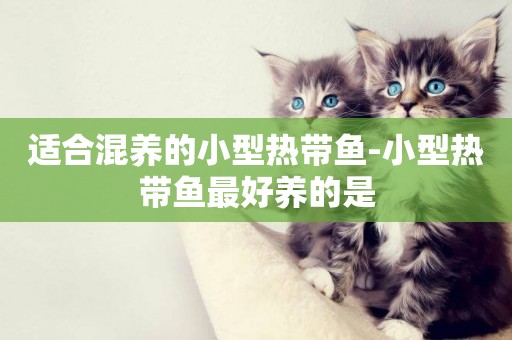適合混養的小型熱帶魚-小型熱帶魚最好養的是