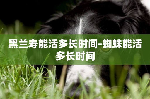 黑蘭壽能活多長時間-蜘蛛能活多長時間
