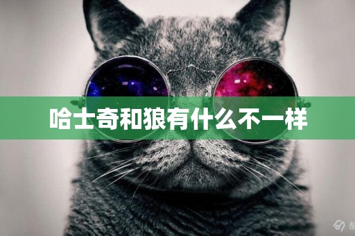 哈士奇和狼有什么不一樣
