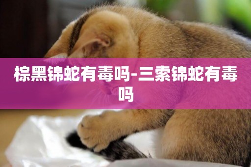 棕黑錦蛇有毒嗎-三索錦蛇有毒嗎