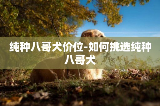 純種八哥犬價位-如何挑選純種八哥犬