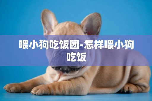 喂小狗吃飯團-怎樣喂小狗吃飯