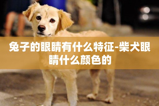 兔子的眼睛有什么特征-柴犬眼睛什么顏色的